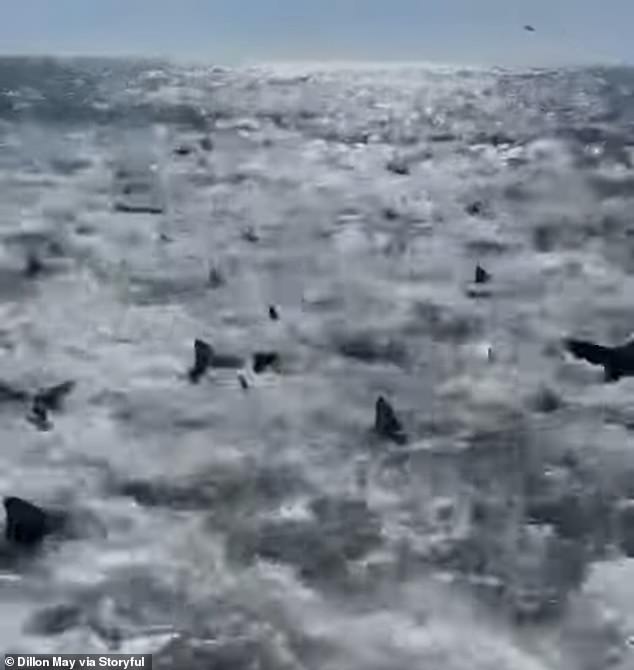 Video shows hundreds of sharks feeding on ‘bait ball’ of tuna in Louisiana fishing boat