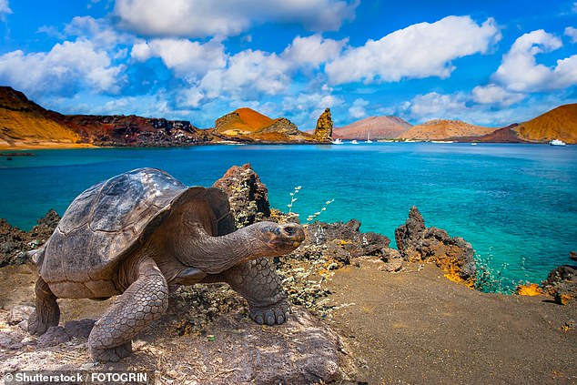 Why a cruise is the ultimate way to experience the unusual wildlife of the Galapagos Islands