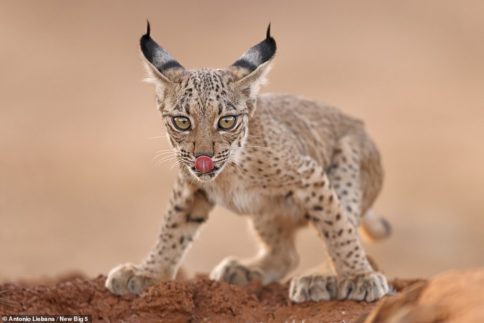 Amazing animal photos revealed in a new book that celebrates shooting animals with cameras, not guns