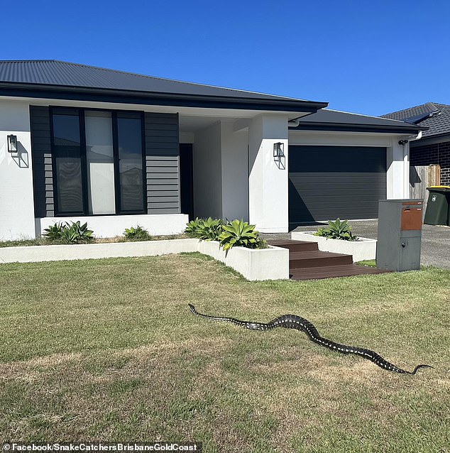 Carpet python in Pallara, Brisbane after eating two brush-tailed possum ahead of winter hibernation