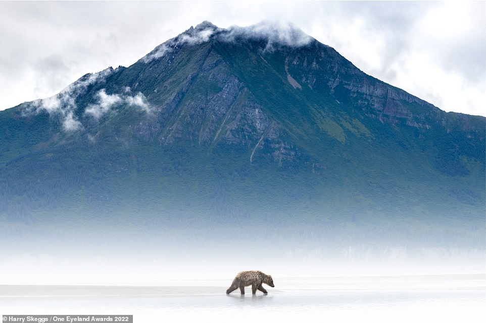 ‘Middle-earth’ mountains and a sleeping chimp: 12 incredible images from a prestigious photo contest