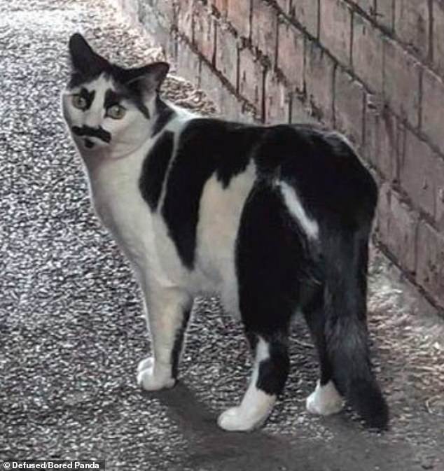 Mischievous moggies who got themselves into VERY unusual situations