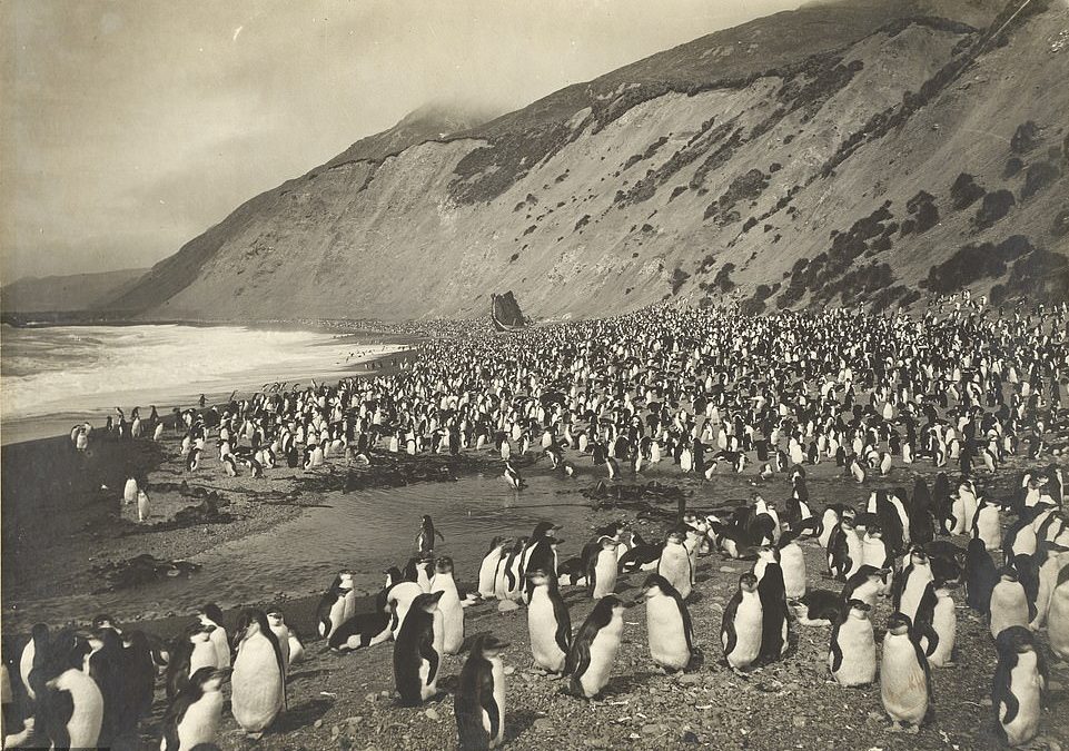Rare archive pictures reveal early 1900s British and Australian expeditions in Antarctica