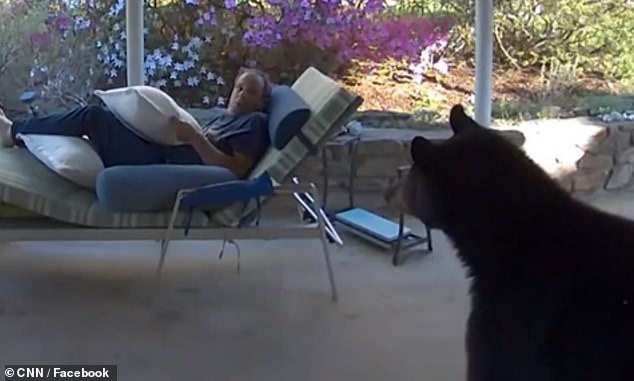 Ring camera captures hilarious moment bear spooks man relaxing on his sun lounger 