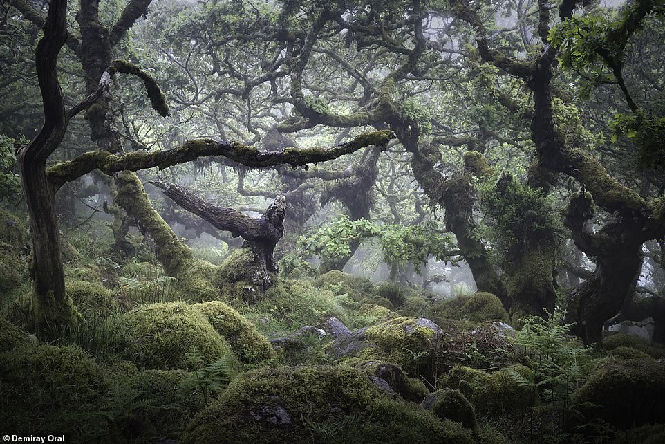 The otherworldly beauty of Britain caught on camera, from snowcapped mountains to ancient woodlands
