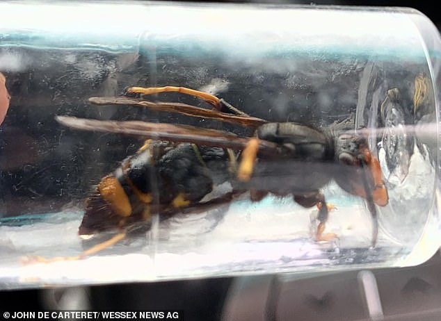 Warning as deadly Asian hornet sighted in Kent for the first time in FOUR years
