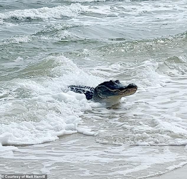 Beachgoers stunned to see enormous ALLIGATOR soaking up the sun on Alabama island