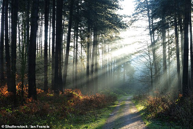 Robin Hood’s historic hideout: The joys of exploring Sherwood Forest in Nottinghamshire