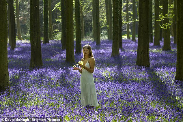 Shimmering carpet of bluebells rings in the spring at last