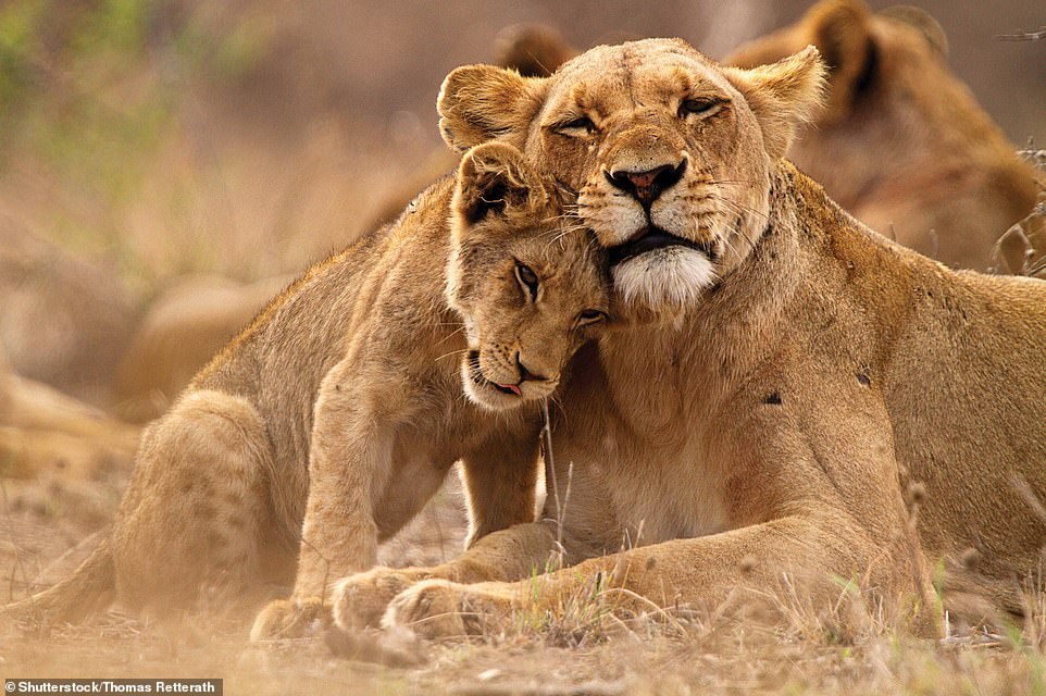 Awe-inspiring new photo travel book reveals the majesty of Africa, from Morocco to Madagascar