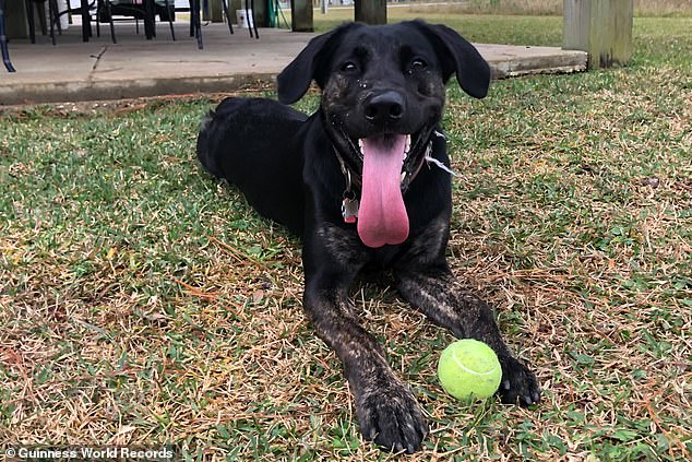 Pooch claims world record for dog with longest TONGUE, measuring 5 inches – longer than a coke can