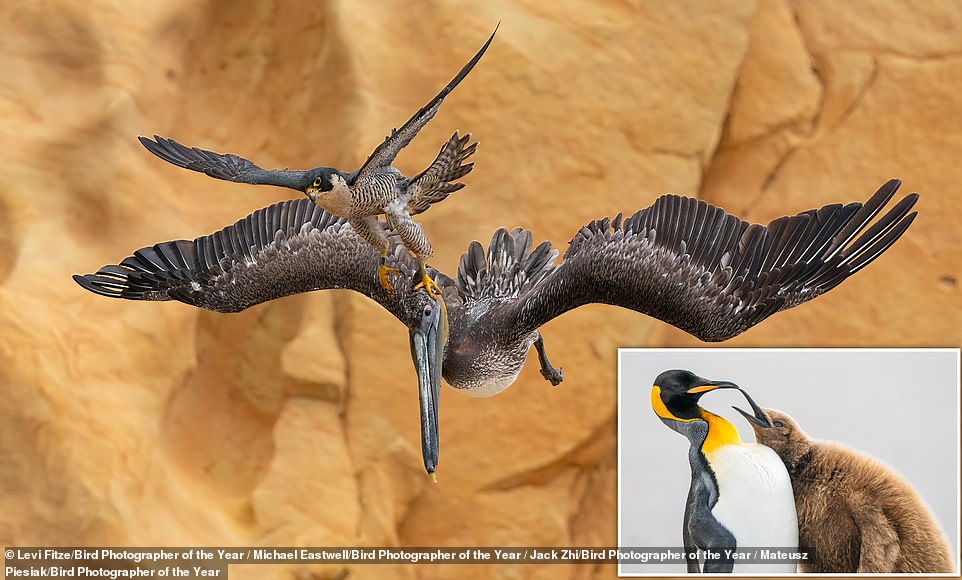 Bird Photographer of the Year revealed