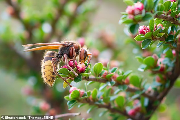 From ‘murder hornets’ to midges: The insects that could ruin your holiday – how to keep them at bay and what to do if they ATTACK