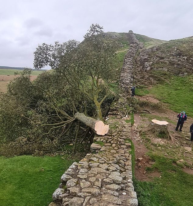 Hunt for the Sycamore Gap vandals as 300-year-old world-famous tree is cut down overnight – and theories mount that ‘professionals who knew what they were doing’ are behind it