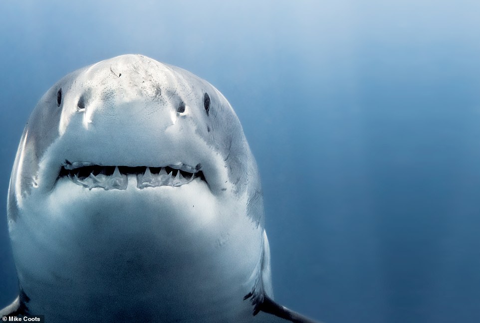 I lost so much blood after a tiger shark bit off my leg that doctors said I should have died. Now I shoot sharks… with my camera