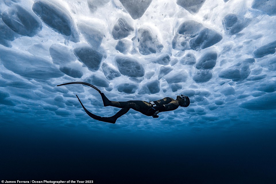 Making a splash! The extraordinary winners of the 2023 Ocean Photographer of the Year awards revealed… which do YOU think is the best?