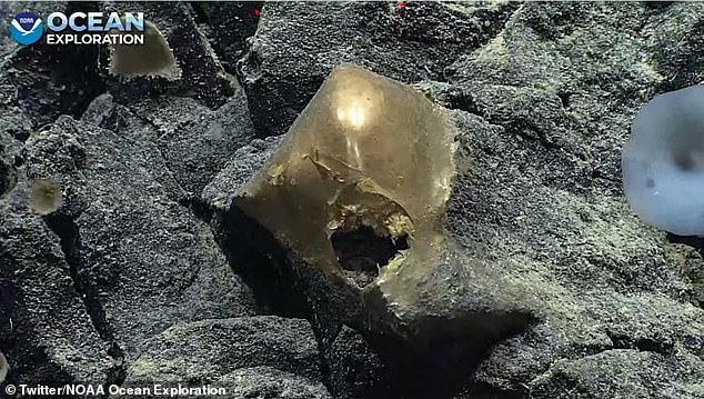 Mysterious ‘golden egg’ is discovered on the seafloor off Alaska – and experts say they’ve never seen anything like it