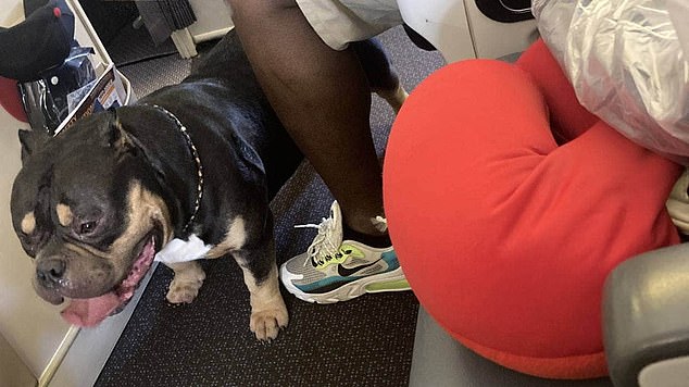 Our flight to New Zealand was ruined by a snorting, farting support dog