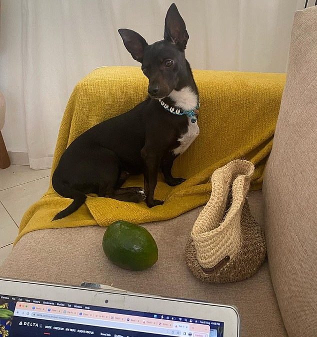 Plane passenger slams Delta for losing her DOG at the world’s busiest airport – as she reveals beloved rescue pup Maia is STILL missing one week later
