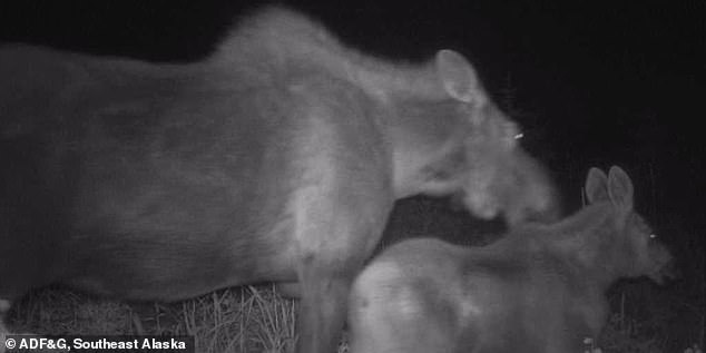 Shocking trail cam clip shows the moment a bear and wolf BOTH attack a moose and her calf as they walk through Alaskan wilderness at night