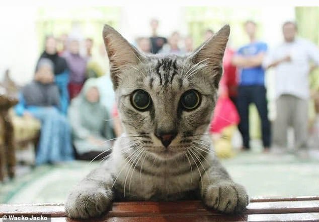 Surprise! Cheeky pets are caught on camera photobombing their owners in hilarious snaps