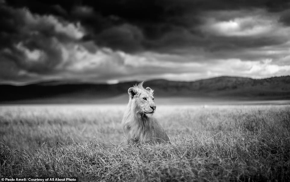 The awe-inspiring winners of a prestigious nature photo contest, from a shot of a crocodile attack to a picture of a prancing polar bear cub… which is YOUR favourite?