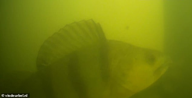 The FISH DOORBELL internet users can ‘ring’ to help marine life along on their migration journey (and it’s made a huge splash on the internet)