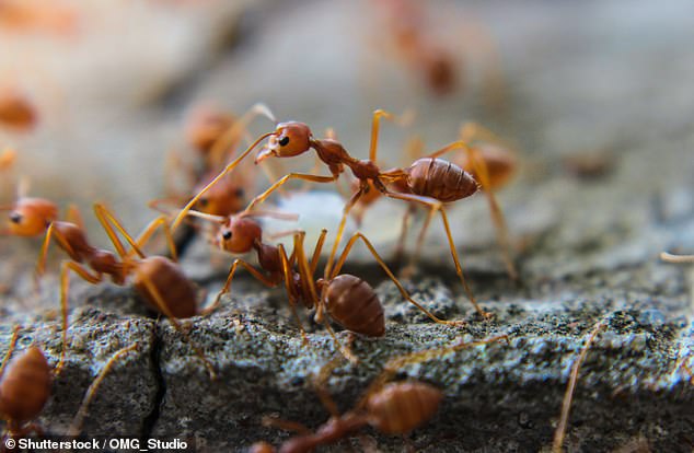 Wildlife expert Coyote Peterson is filmed letting 500 FIRE ANTS sting his bare feet, which are left in ‘absolute agony’ and covered in pustules