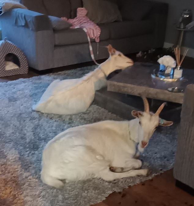 You have goat to be kidding: Farmer left stunned after goats break in to her home, take a seat on her £300 rug and munch on a table