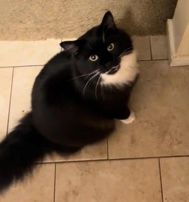 Adorable video shows kind-hearted tuxedo cat called Rocco inviting local stray tabby to share his dinner every evening