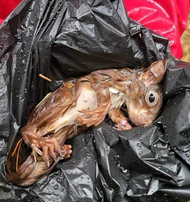 Baby squirrel named Stormy which was found ‘shivering’ and close to death is nursed back to health by rescuers who put together a ‘little cave’ with a pintsize hammock for the animal