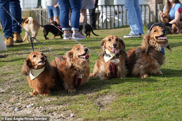 Dachshingly adorable! Hundreds gather for world’s biggest sausage dog walk along Suffolk seafront