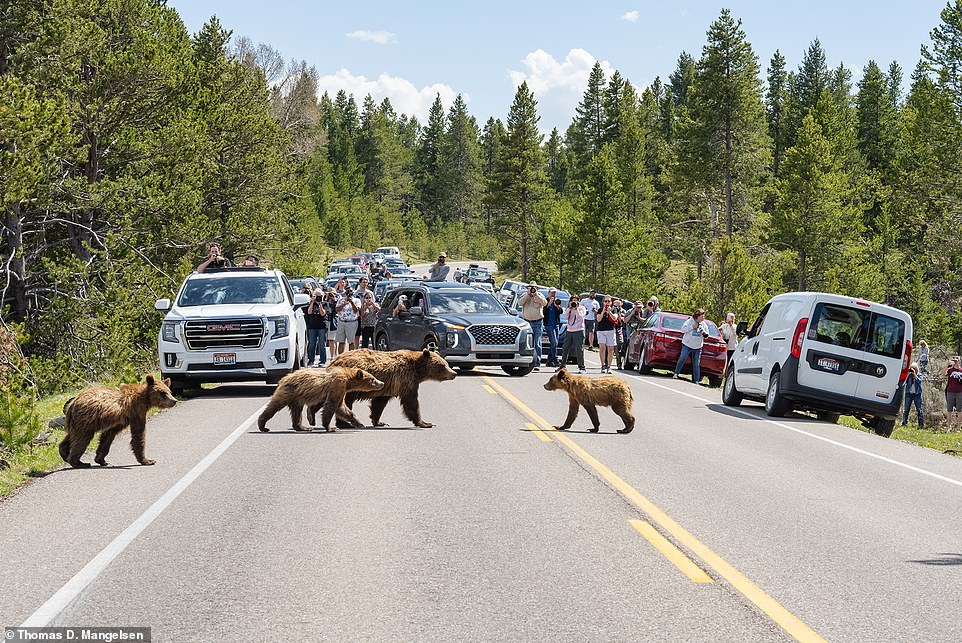 I spent 17 years photographing the same family of grizzly bears – here’s what I learned (and the number one misconception people have about them)