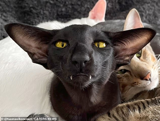 I vant to drink your milk! ‘Vampire cat’ Toivo looks just like a furry Dracula