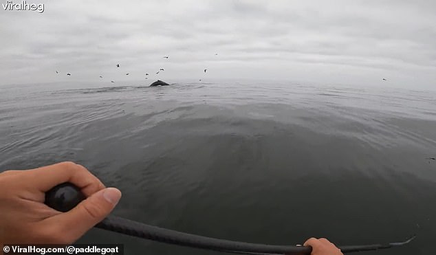 Incredible moment two whales breach just feet from paddleboarder at Pismo Beach in California