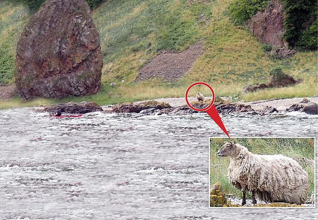 Is this the loneliest sheep in Britain? Drones are sent in to check on animal left stranded on a cliffside beach in the Scottish Highlands for TWO years