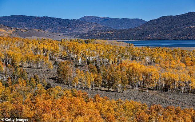 Listen to eerie sounds coming from the world’s largest and oldest living organism