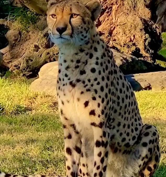Moment cheetah MEOWS like a kitten! Video of deadly predator sounding like a cute cat leaves wildlife fans stunned