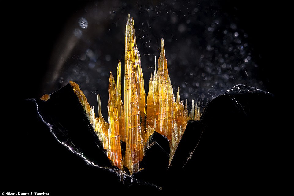 Our enchanting world… under a microscope: From a miniature crystal castle to spores that look like rich caramel apples, these were voted the best microscopic photographs of 2023