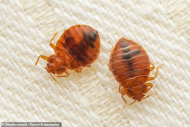 Revealed: The telltale signs there are BEDBUGS in your hotel room… and how to make sure you don’t bring them back from your holiday