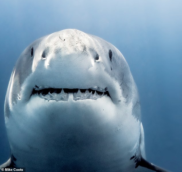 Shark expert who lost his leg to a tiger shark reveals his dos and don’ts for avoiding the same fate – including the ONE thing you must never do