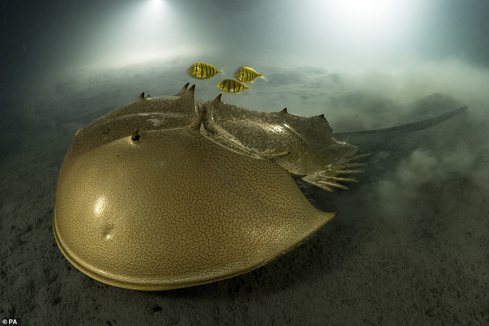 This year’s Wildlife Photographer of the Year winner is both incredibly beautiful and utterly strange