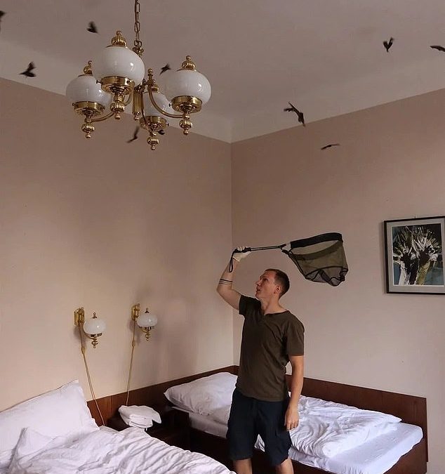 Tourists are left horrified after waking up to find 250 BATS crawling all over their hotel room