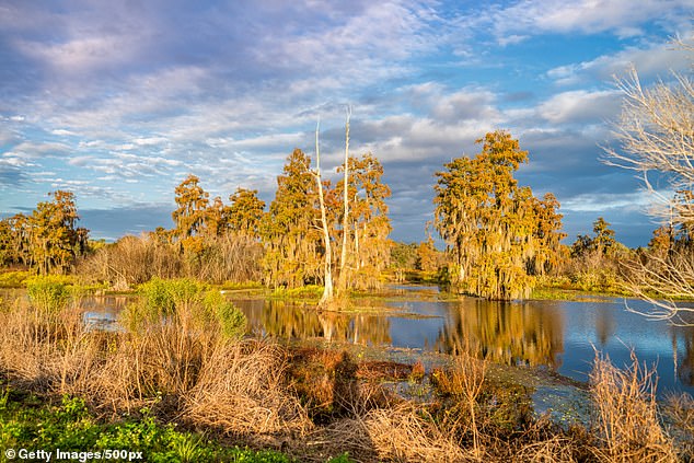 You’re in gator country: Florida’s ‘lake district’ offers a taste of the real Sunshine State – but be careful where you dip your toes…