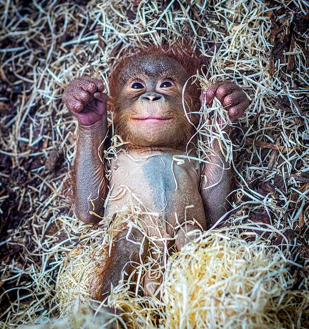 Ooh-bi-doo, I’m here in Blackpool Zoo-oo-oo! Jarang the baby orangutan wakes up with a smile on his face worthy of King Louie from The Jungle Book