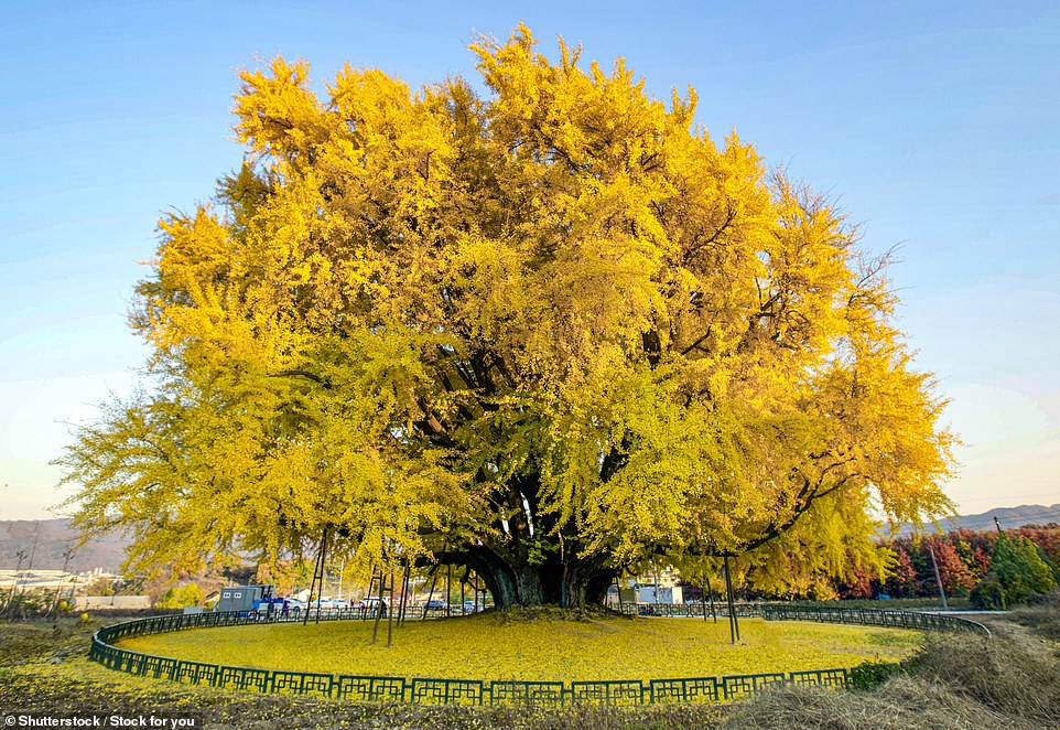 Pictured: The incredible 800-year-old ginkgo tree in South Korea some say is the most beautiful in the world