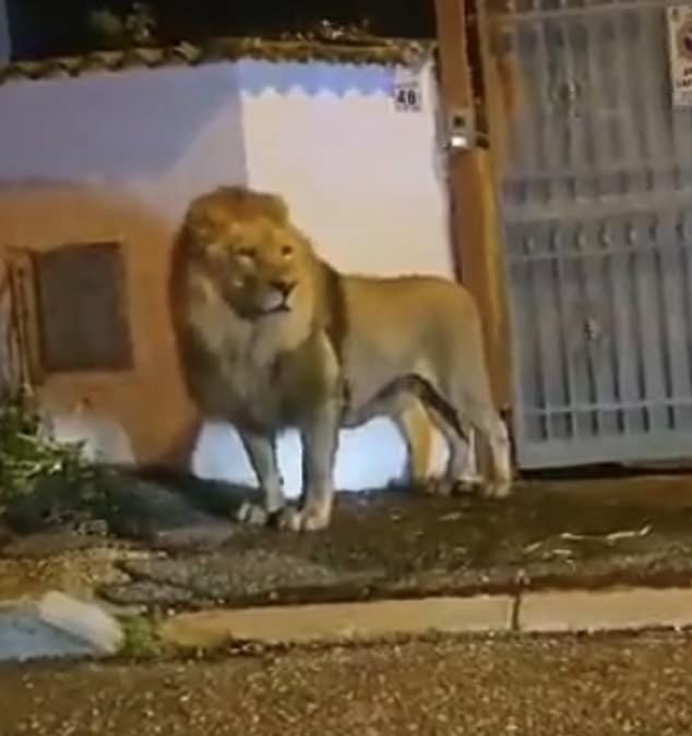 Shocking moment a LION prowls through quiet streets near Rome after escaping from the circus as authorities lock down neighbourhood
