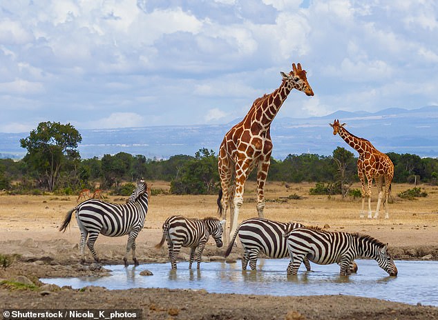 The call of Kenya: King Charles is visiting this week – and he’s not the only one who cherishes the country’s majestic wildlife