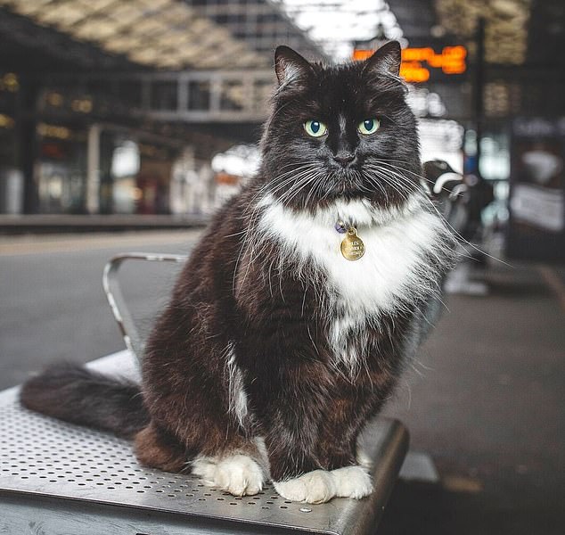 Beloved Huddersfield train station cat Felix has died: Outpouring of grief for moggie who worked as a Senior Pest Controller and spent 12 years patrolling the platforms