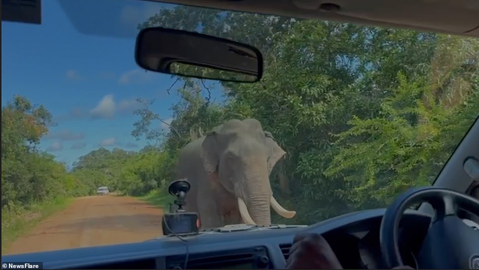 ‘Chips saved my life!’ Moment elephant SMASHES terrified Aussie tourists’ car window in search of food before quick-thinking dad throws fries to distract it and enable their escape